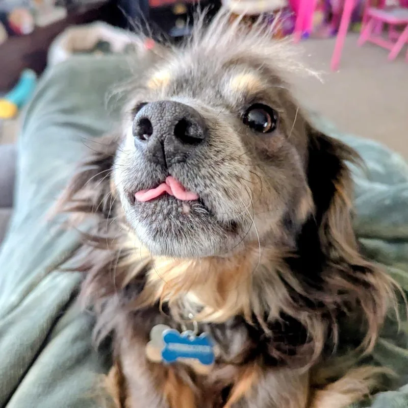 Butterscotch thumbnail 3