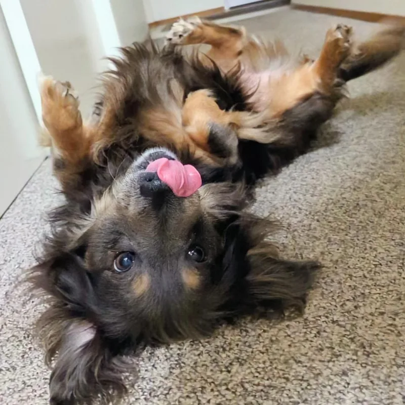 Butterscotch thumbnail 4