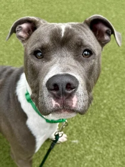 A young large-sized male Merle (Blue) Mixed Breed dog named Prince Shrek for adoption in Wichita, KS