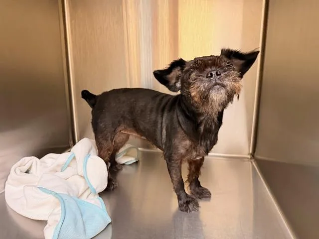 An adult small-sized female Shih Tzu dog named Delilah for adoption in Tustin, CA