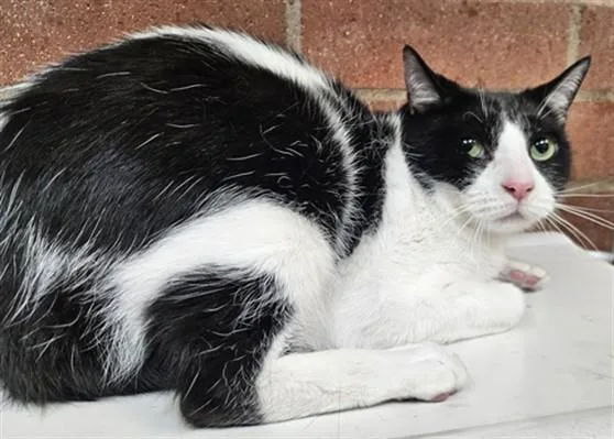An adult large-sized male Domestic Short Hair cat named Stepa for adoption in Los Angeles, CA