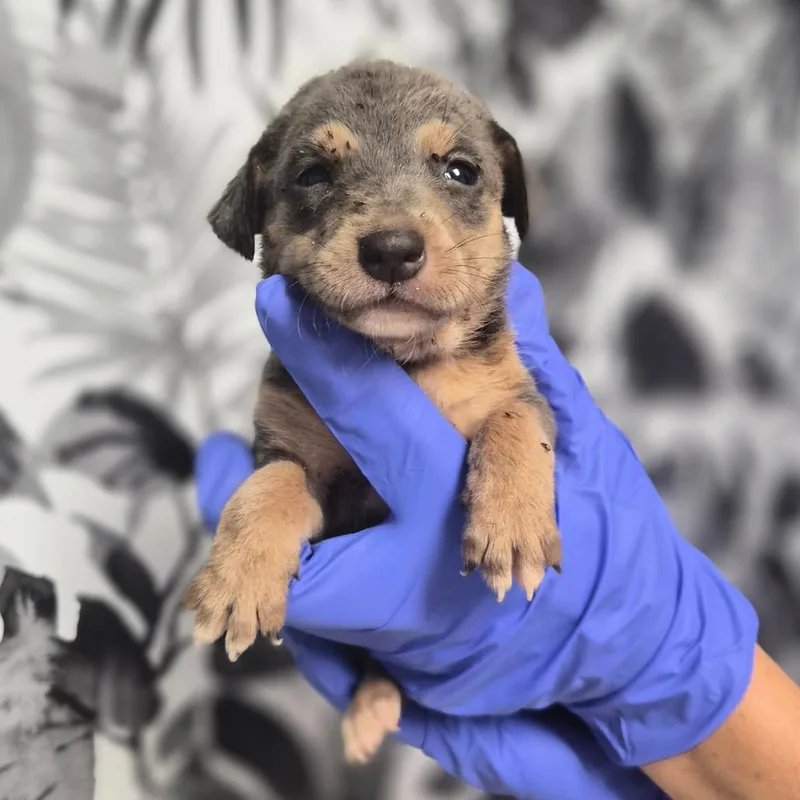 A baby small-sized female Shepherd dog named Ericka for adoption in Wahiawa, HI