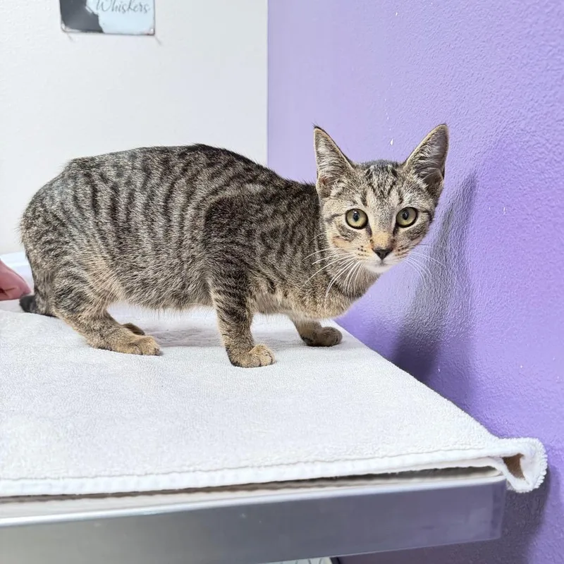 A baby small-sized female Brown / Chocolate Domestic Short Hair cat named Tabitha for adoption in Englewood, FL