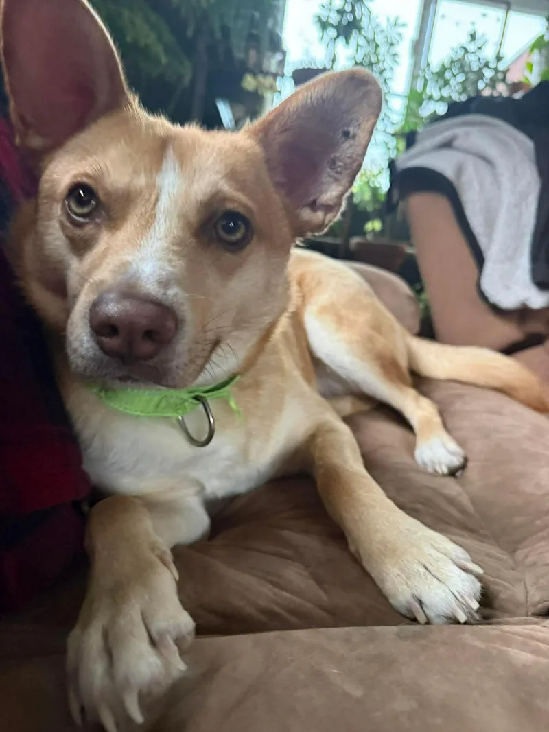 An adult medium-sized male Shiba Inu dog named Spin Diesel for adoption in Portland, ME