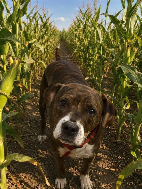 An adult medium-sized female Pit Bull Terrier dog named Beebee for adoption in Globe, AZ