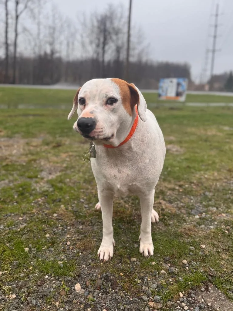 An adult medium-sized male Labrador Retriever dog named Chance for adoption in Muskegon, MI