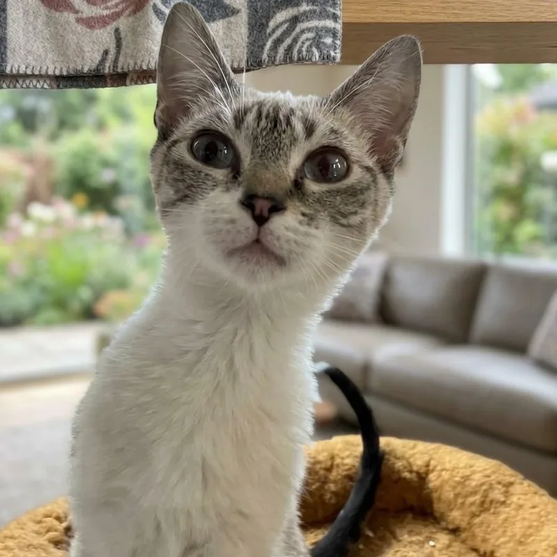 A baby medium-sized female Siamese cat named Misty for adoption in Boca Raton, FL