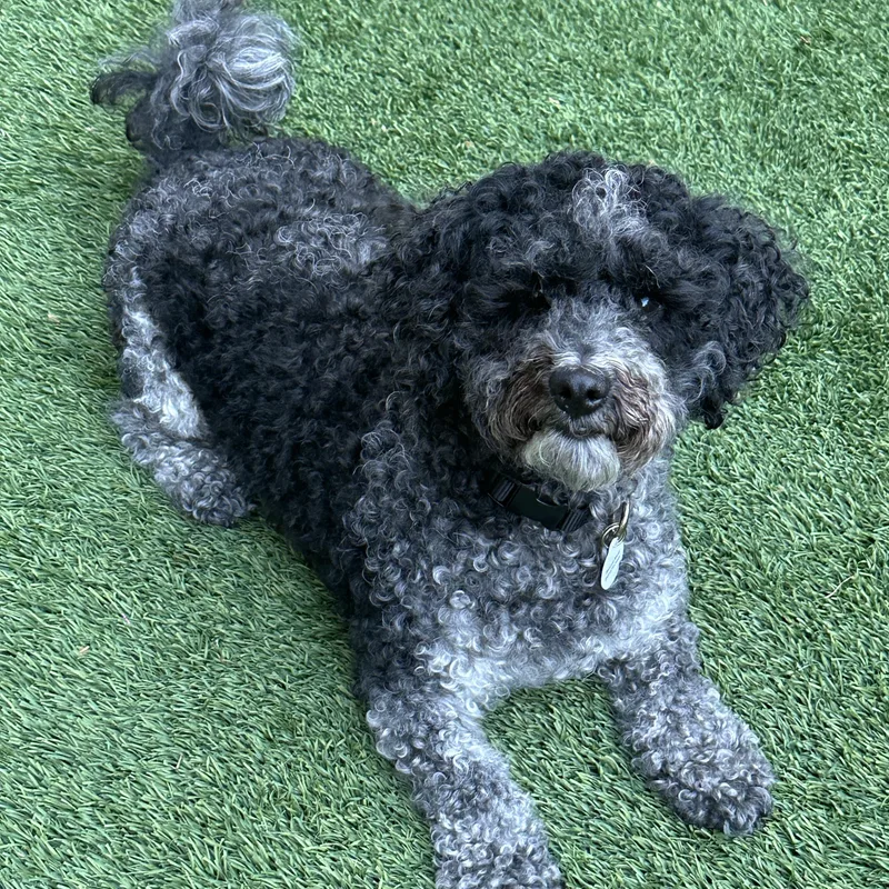 A young small-sized male Black Miniature Poodle dog named Oreo for adoption in Corona Del Mar, CA