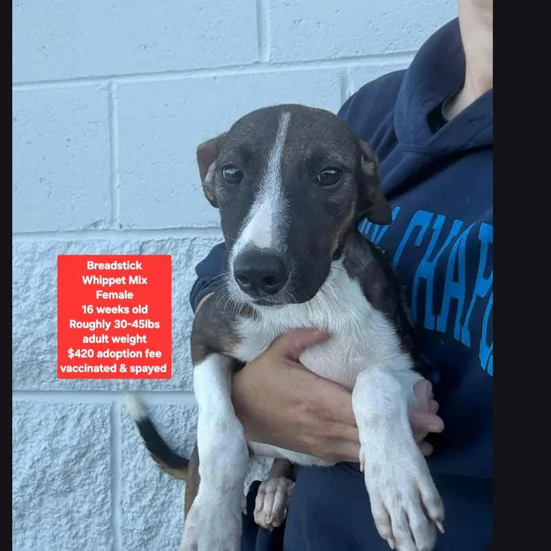 A baby medium-sized female Whippet dog named Breadstick for adoption in Oviedo, FL