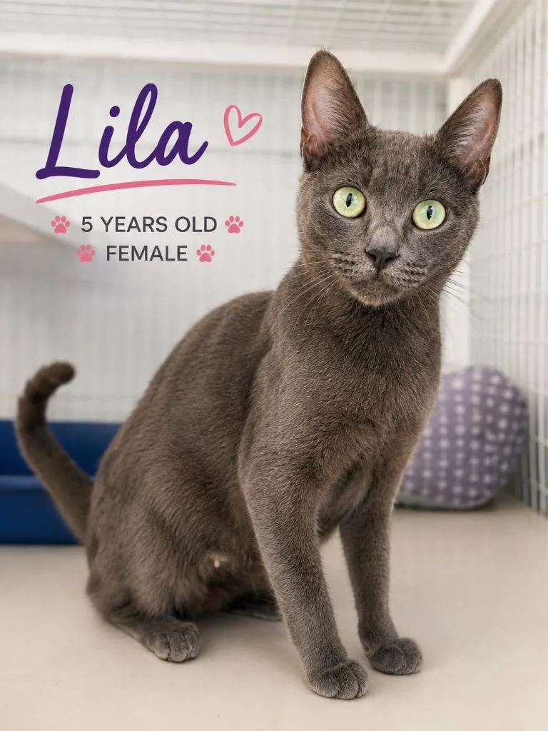 Lila thumbnail 3