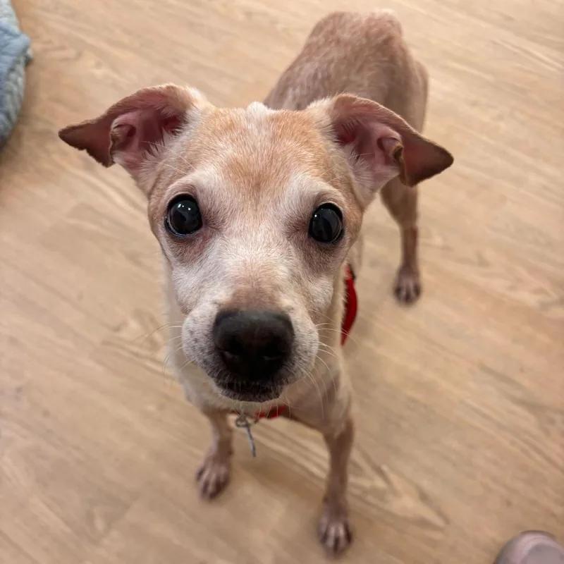 A senior small-sized male Apricot / Beige Chihuahua dog named Mic Drop for adoption in San Francisco, CA