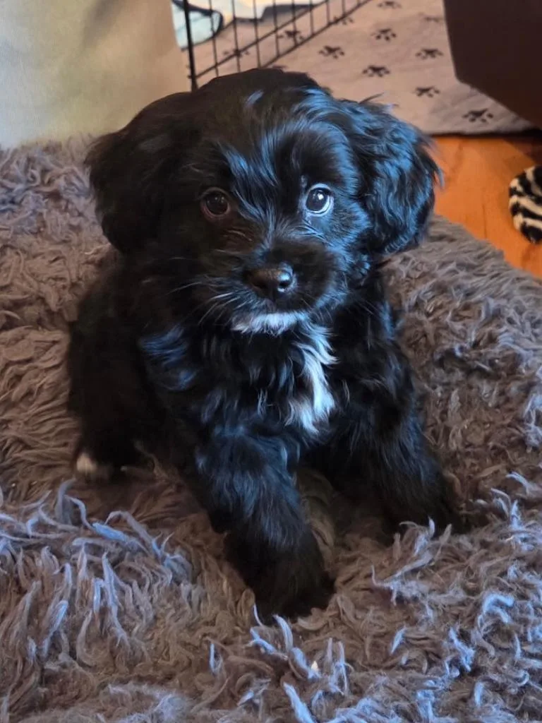 A baby small-sized male Cockapoo dog named Garth for adoption in Orange, CA