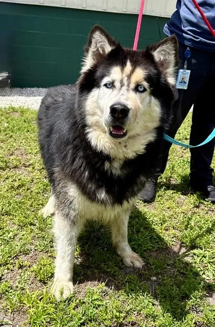 An adult large-sized male Siberian Husky dog named Oreo for adoption in Naples, FL