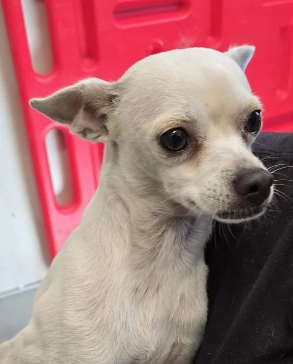 An adult small-sized male Chihuahua dog named Underdog for adoption in San Diego, CA