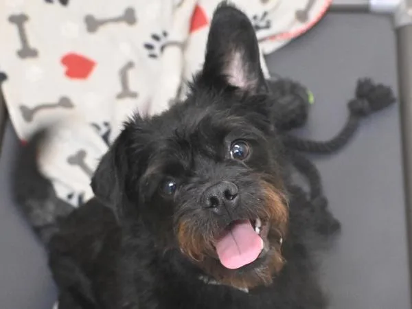 A young small-sized male Terrier dog named Scotty for adoption in Portland, OR
