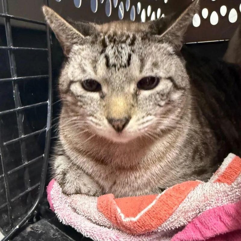 A senior large-sized male Gray / Blue / Silver Domestic Short Hair cat named Akuma for adoption in Wahiawa, HI