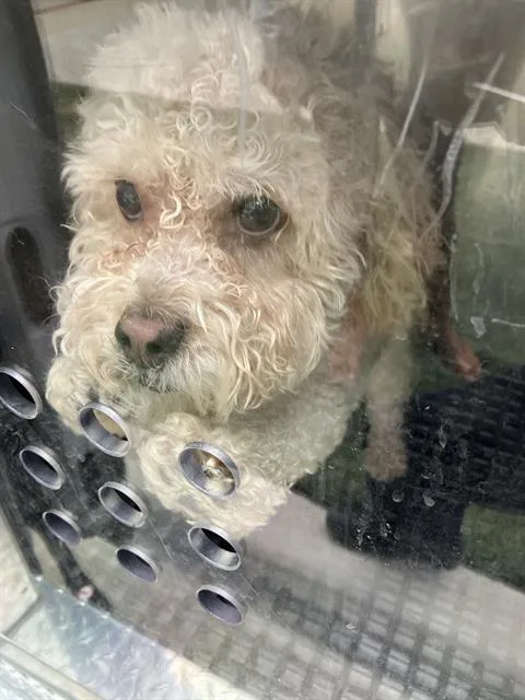 An adult medium-sized female Poodle dog named Cali for adoption in Dallas, TX