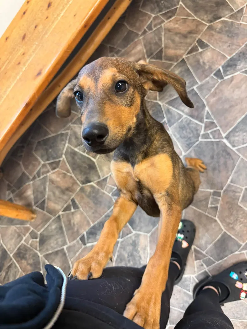 A baby small-sized female Brown / Chocolate Chihuahua dog named Susie for adoption in Sterling Heights, MI