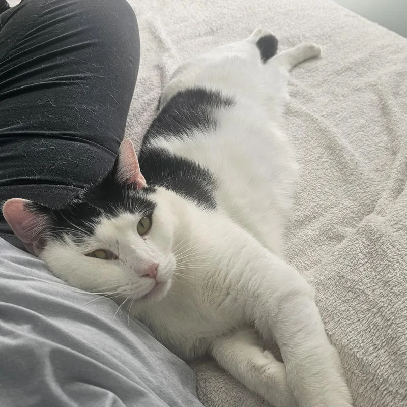 An adult large-sized male White Domestic Short Hair cat named Cannon for adoption in Wakefield, MA