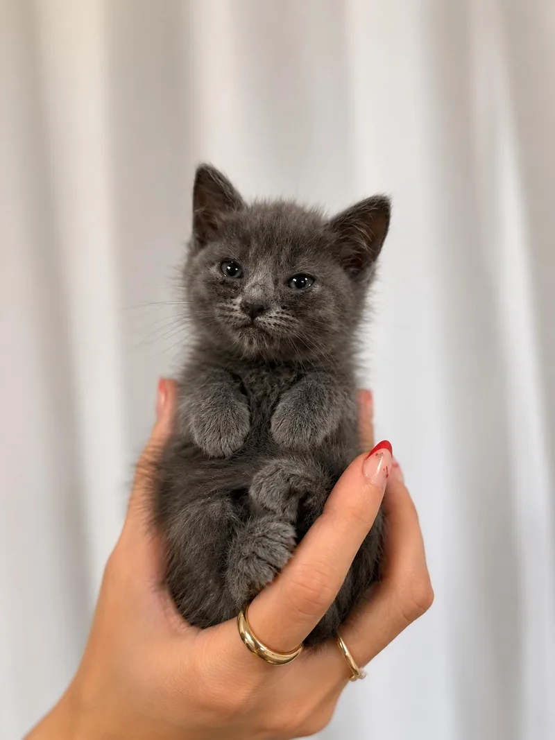 A baby medium-sized female Blue Point Russian Blue cat named Carolina Gold for adoption in Columbus, OH
