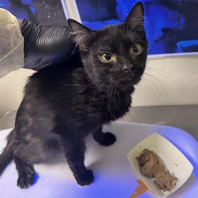 A baby small-sized female Domestic Short Hair cat named Angela for adoption in Colorado Springs, CO
