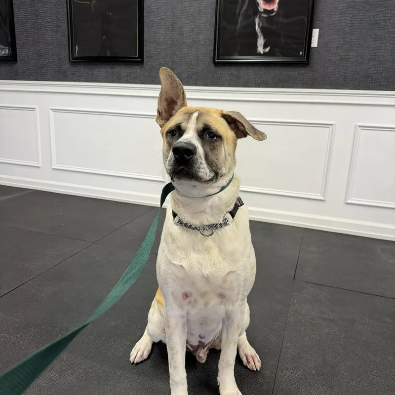 A young extra large-sized male Apricot / Beige American Staffordshire Terrier dog named Pixel for adoption in Long Island City, NY