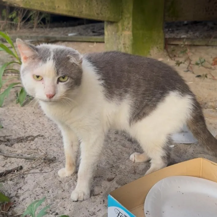 A senior medium-sized male White Domestic Short Hair cat named Ethan for adoption in Middle Village, NY