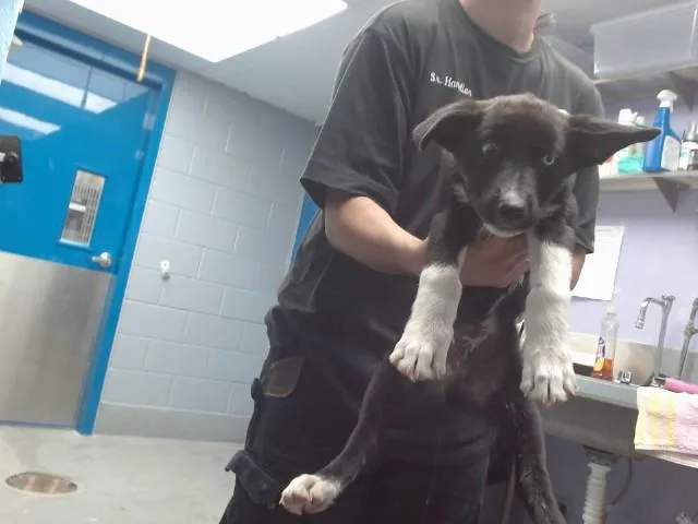A baby small-sized male Labrador Retriever dog named Tod for adoption in Albuquerque, NM