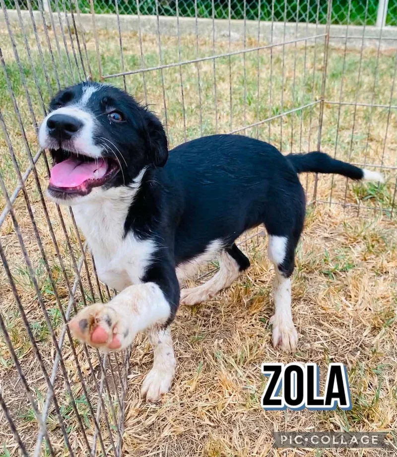A young small-sized female Black Labrador Retriever dog named Zola for adoption in Milford, NH