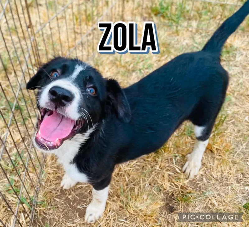 Zola thumbnail 2