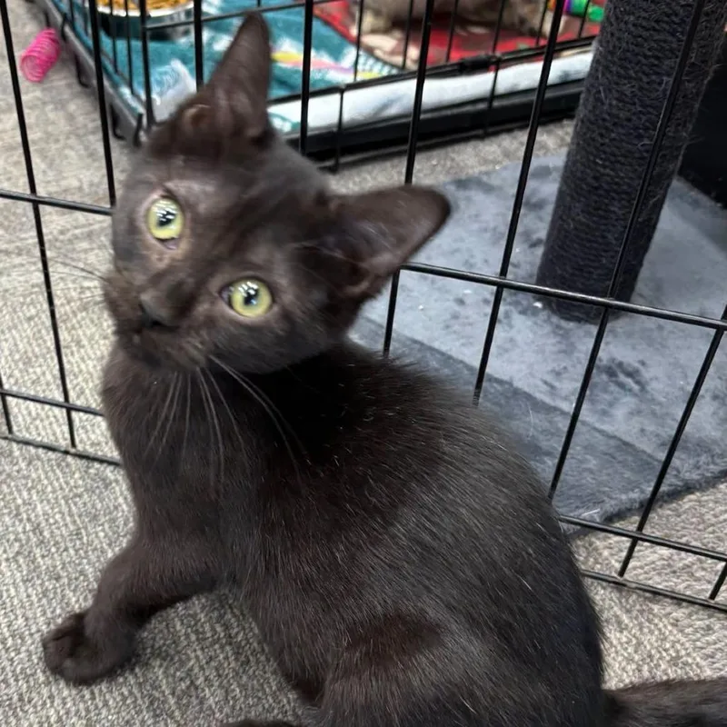 A baby small-sized male Black Domestic Short Hair cat named Pooh Bear for adoption in Hamburg, NY