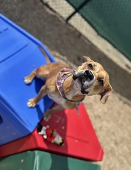 Sour Pickle thumbnail 2