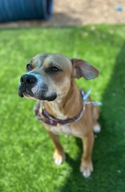 Sour Pickle thumbnail 3