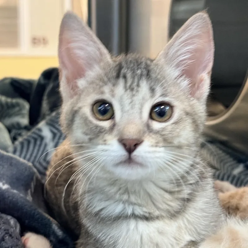 A baby small-sized female Gray / Blue / Silver Domestic Short Hair cat named Ferret for adoption in Palm Springs, CA