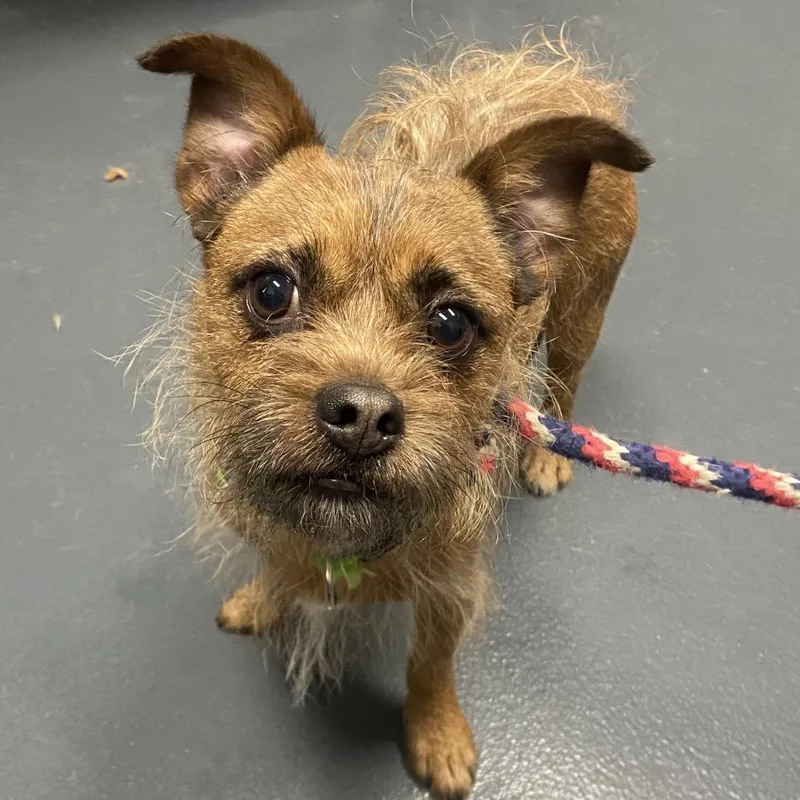 A young small-sized male Golden Mixed Breed dog named Otto for adoption in Allentown, PA