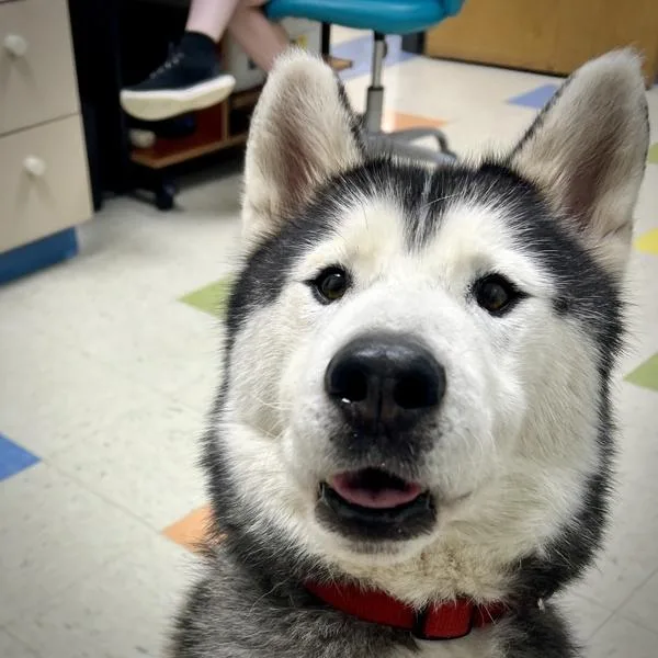 An adult medium-sized male Siberian Husky dog named Glacier for adoption in Sioux City, IA