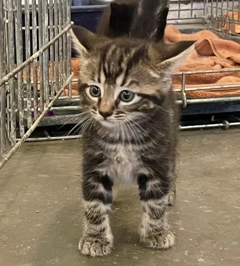 A baby medium-sized male Domestic Short Hair cat named Minnow for adoption in Columbia, IL