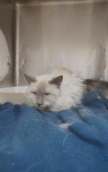 A senior medium-sized female White Domestic Long Hair cat named Spanky for adoption in El Paso, TX