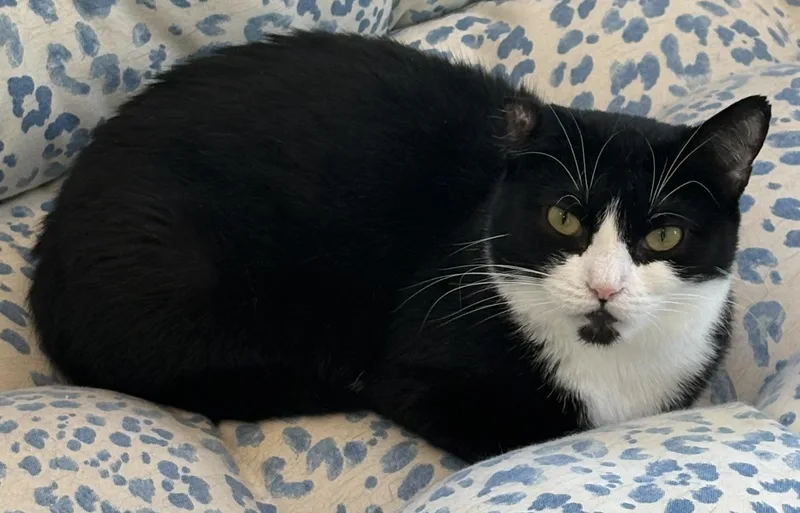 An adult medium-sized female Black & White / Tuxedo Tuxedo cat named Cleo for adoption in Warwick, NY