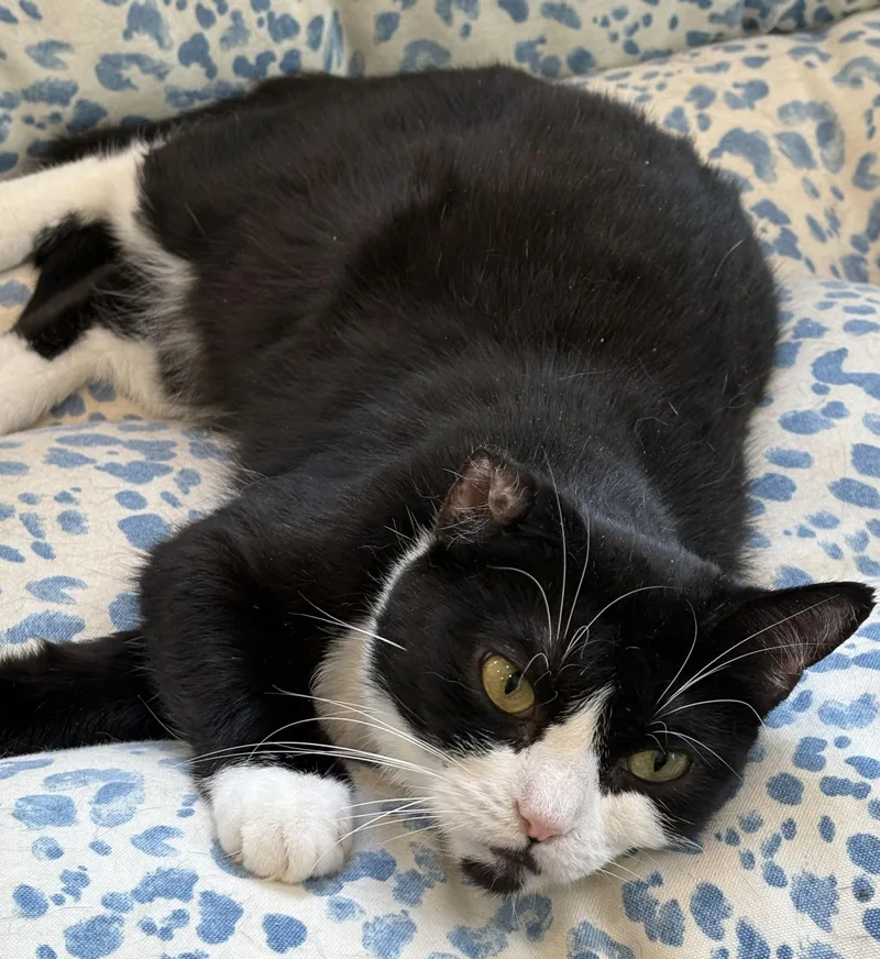 Cleo thumbnail 2