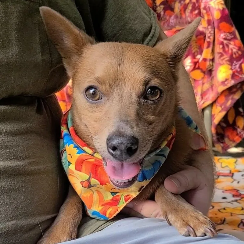 An adult small-sized male Apricot / Beige Chihuahua dog named Dunkin for adoption in Woolwich, ME