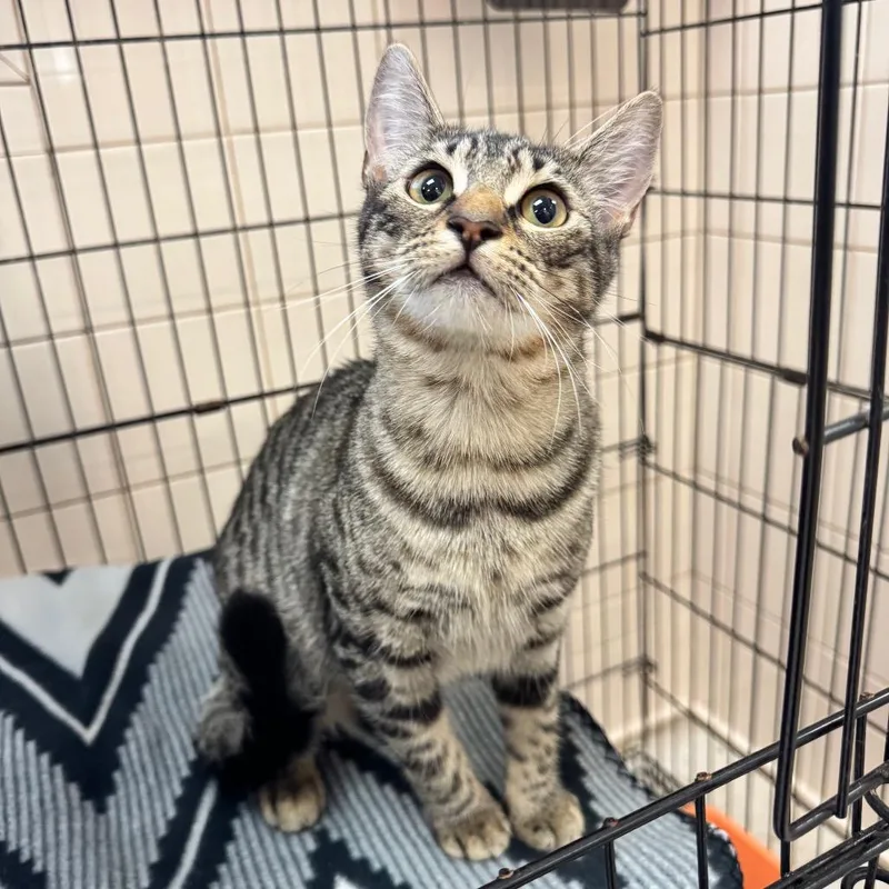 A young medium-sized female Brown / Chocolate Domestic Short Hair cat named Luna for adoption in Lake Panasoffkee, FL