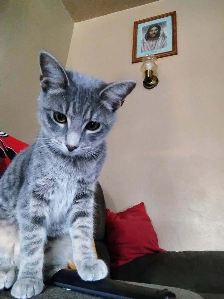 A young small-sized female Gray / Blue / Silver Domestic Short Hair cat named Ryker for adoption in Lorain, OH