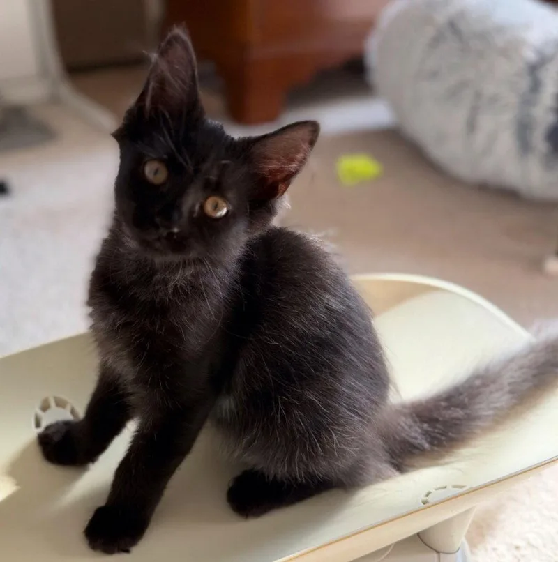 A young medium-sized female Black Domestic Short Hair cat named Ruthie for adoption in Garner, NC