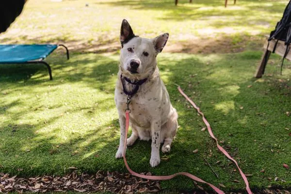 An adult medium-sized female Australian Cattle Dog / Blue Heeler dog named Lika for adoption in Escondido, CA