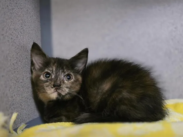 A baby small-sized female Domestic Short Hair cat named Kiki for adoption in Aliquippa, PA