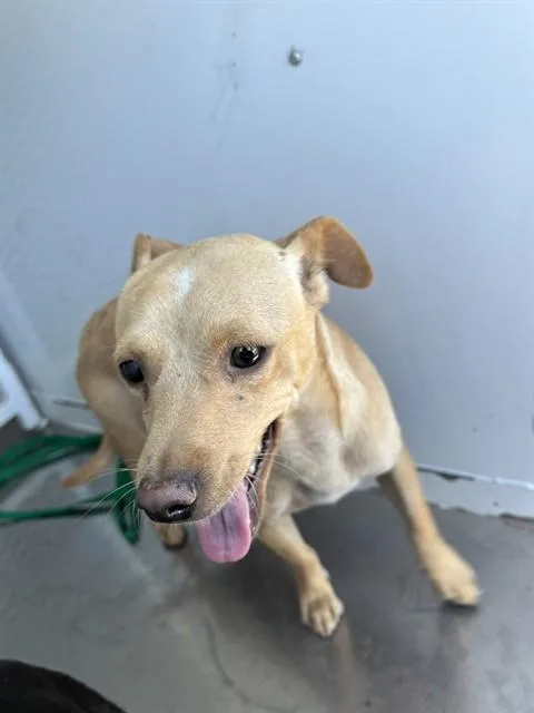 A young medium-sized male Chihuahua dog named Luigi for adoption in Bakersfield, CA