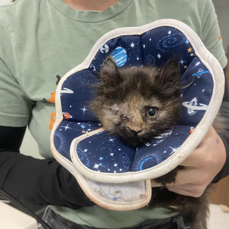 A baby small-sized female Black Domestic Medium Hair cat named Jill for adoption in Binghamton, NY