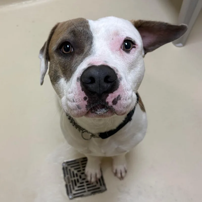 An adult medium-sized male Gray / Blue / Silver Mixed Breed dog named Apple Juice for adoption in Winston-Salem, NC