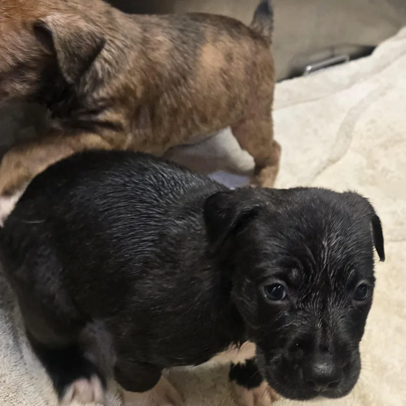 A baby medium-sized female White / Cream Border Collie dog named Periwinkle for adoption in Athens, AL